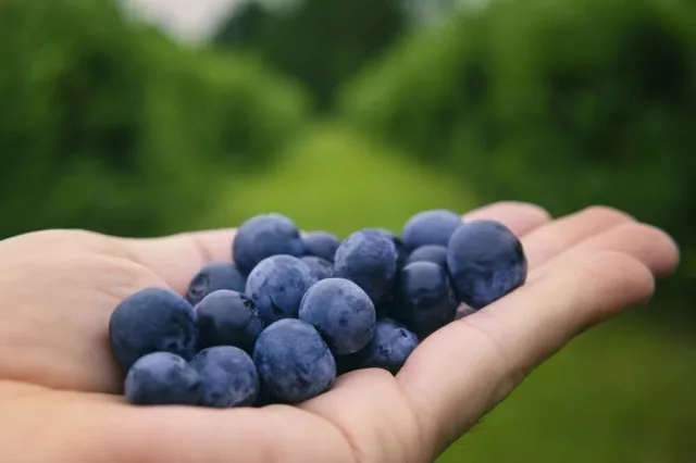 superfoods-blueberries